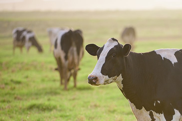 Holstein-Kuh auf einer Wiese an einem sonnigen Tag.