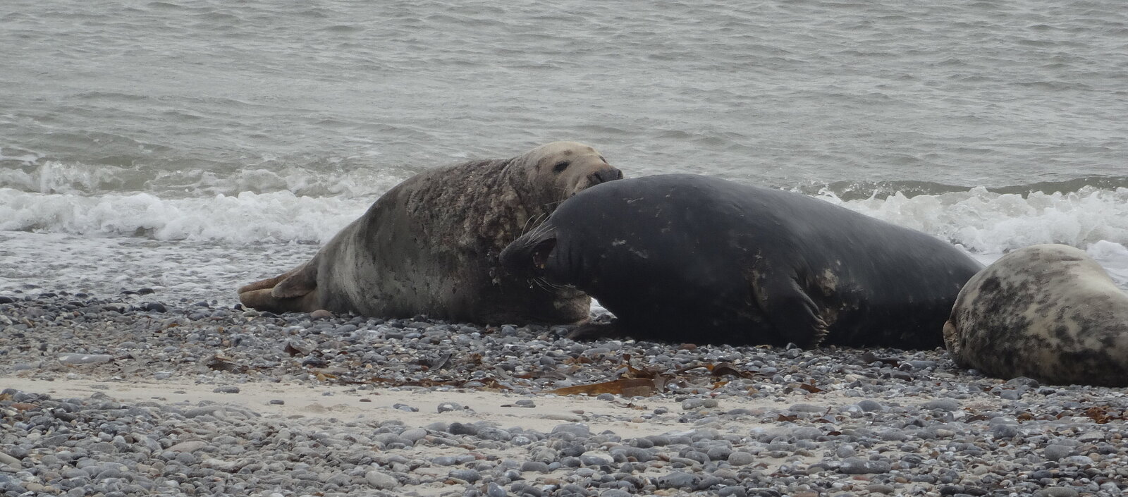 Adulte Kegelrobben am Strand