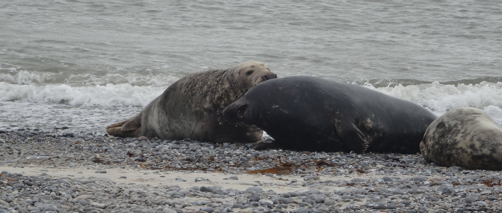 Grey seals at the beach