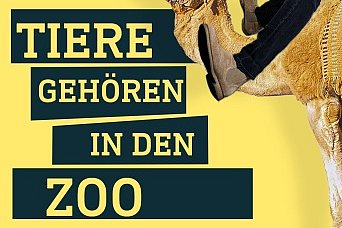 Mann sitzt auf Kamel