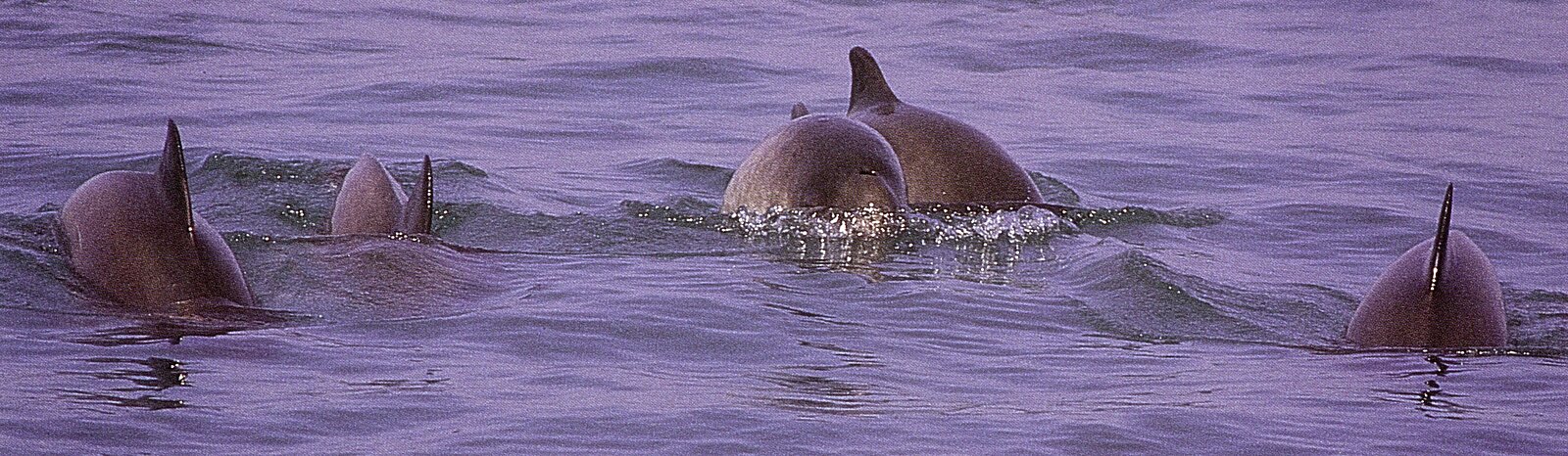 a couple of surfacing harbour porpoises