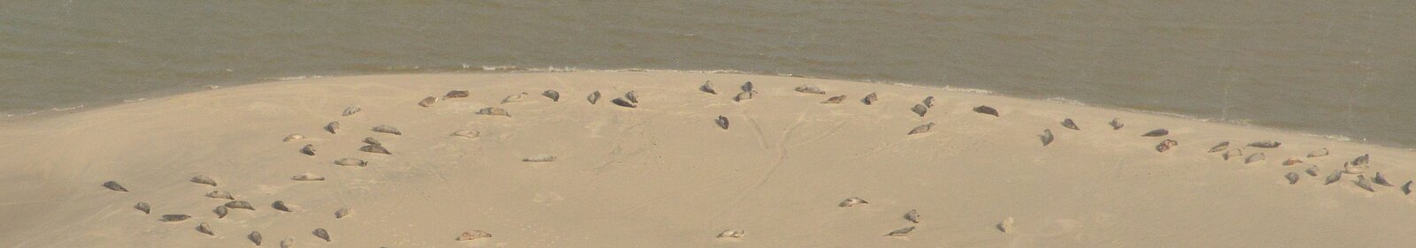 grey seals at the beach, photo taken by plane