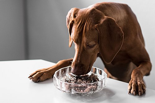 Hund und Insekten in Schale