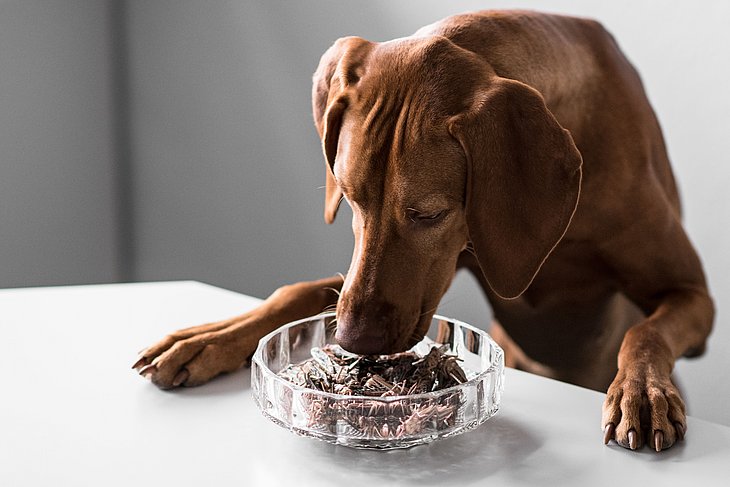 Hund und Insekten in Schale