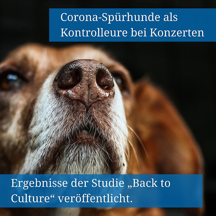 Hundenase mit der Beschriftung Corona-Spürhunde als Kontrolleure bei Konzerten, Ergebnisse der Studie Back to Culture veröffentlicht