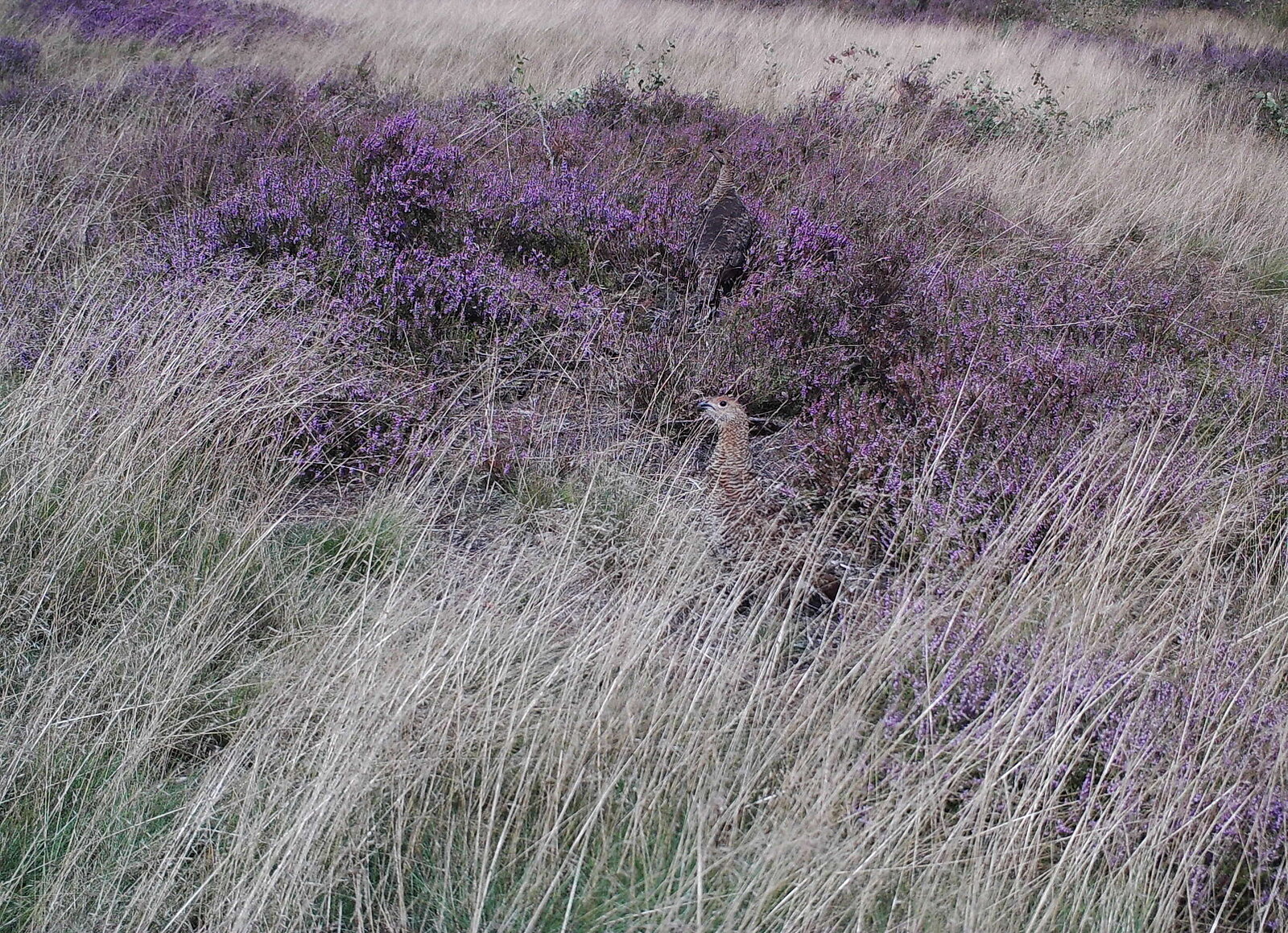 Black game hen at the heath