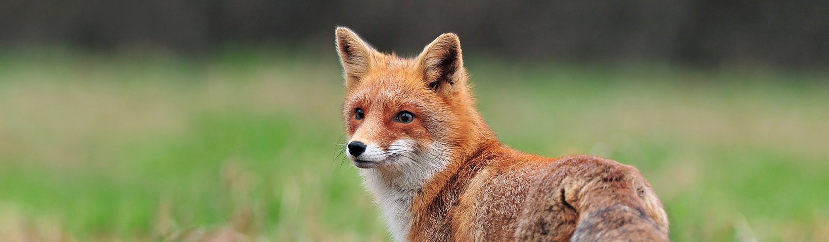 Fuchs, sich umschauend, auf grüner Wiese 