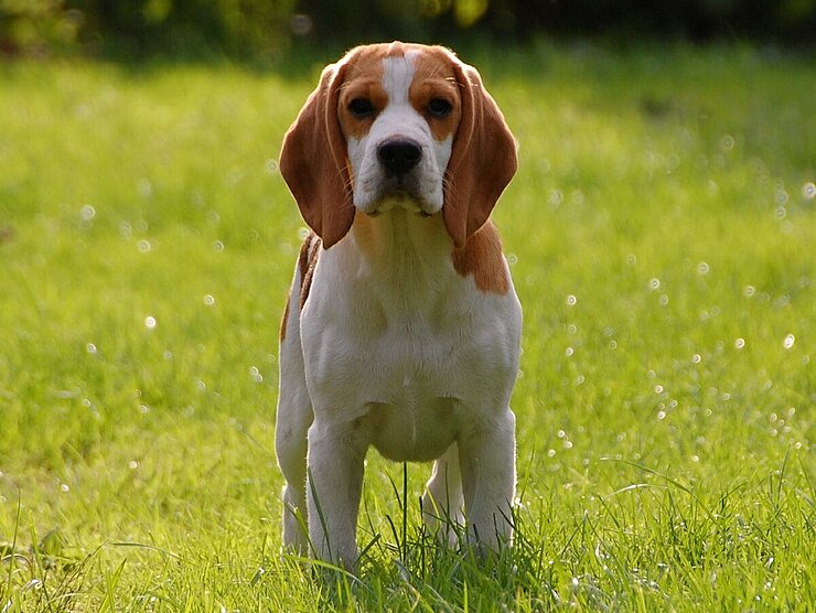 Hund auf Wiese, schaut in die Kamera