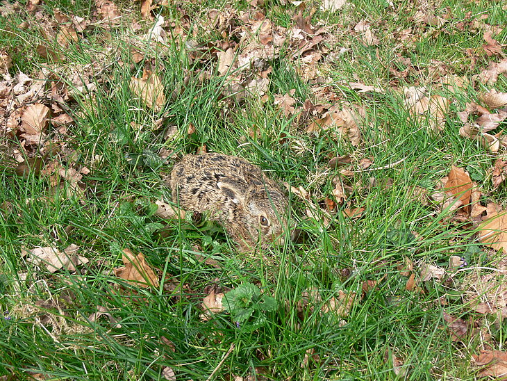 Feldhase im Gras