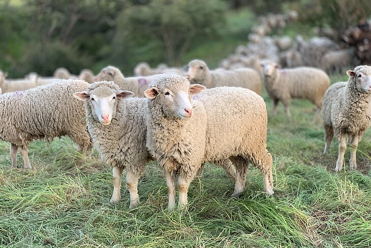 Eine Schafherde, die auf einem üppig grünen Feld steht