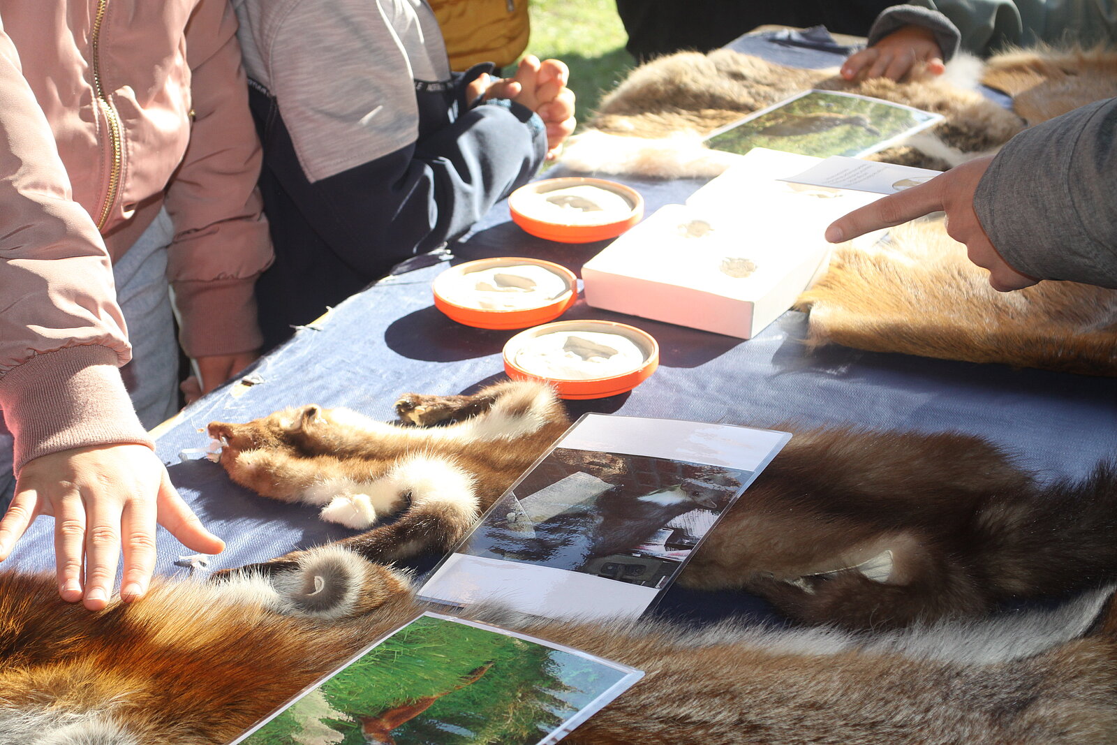 Wildtierkunde