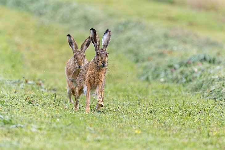 Zwei Feldhasen