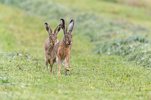 Zwei Feldhasen