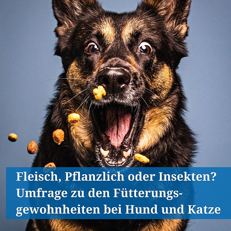 Hund schnappt in der Luft nach Futter.