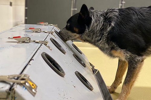 Ein speziell trainierter Spürhund „erschnüffelt“ Hinweise auf Long Covid.