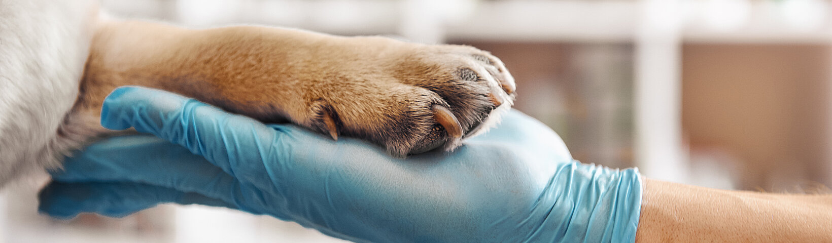Eine Hundefoto liegt in einer Menschenhand