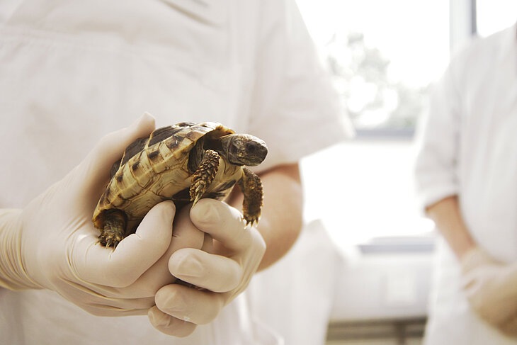 Schildkröte in den Händen eines Tierarztes