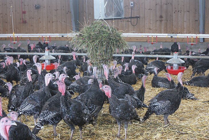 Puten im Stall
