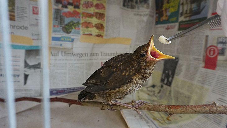 Eine junge Amsel wird auf Station der Heimtierklinik der TiHo gefüttert.