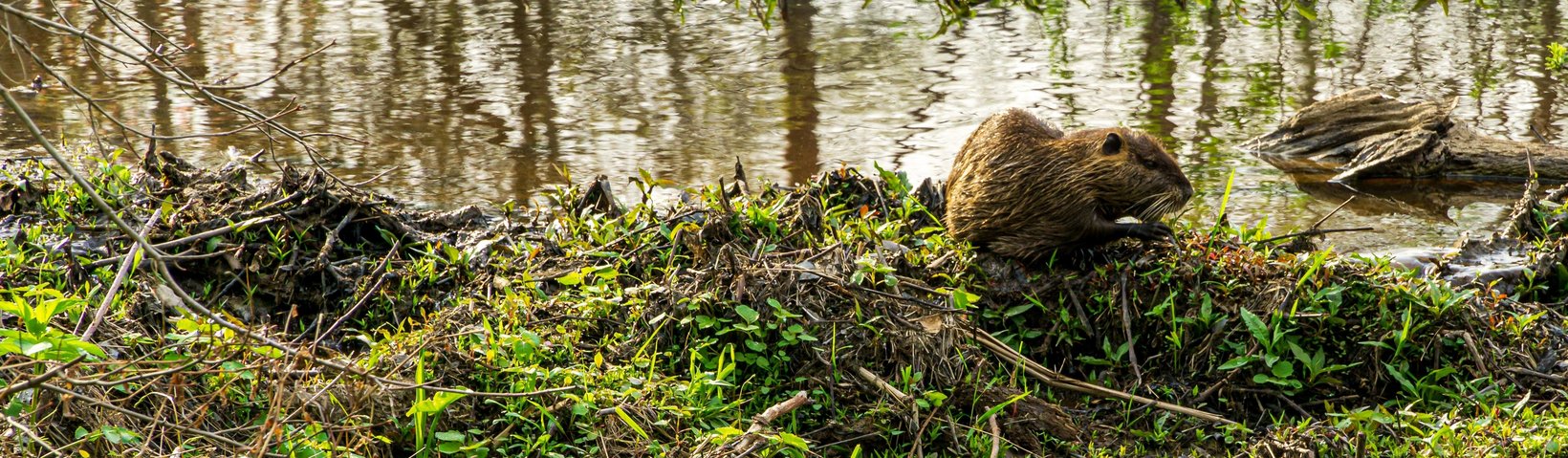 Bisamratte am Ufer