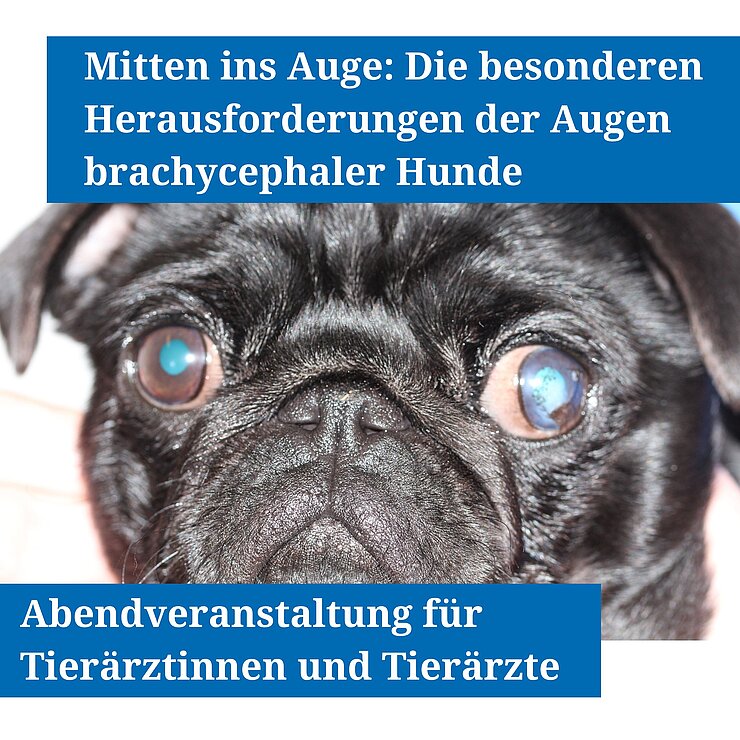 Gesicht eines Mops