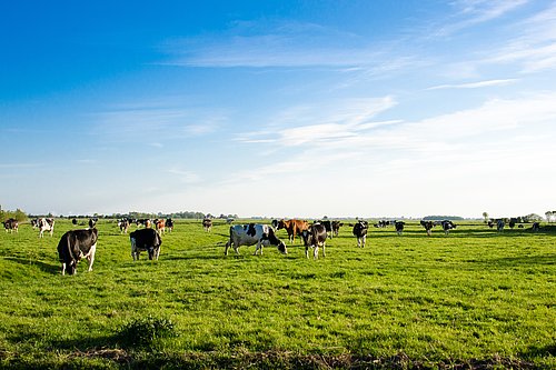 Kühe auf Weide