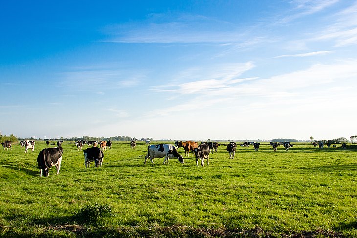 Kühe auf Weide