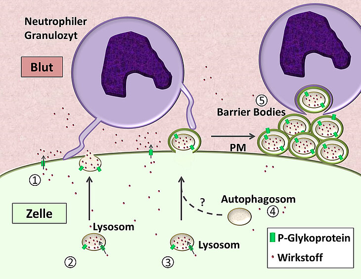 PM180925_Barrier_Bodies_Grafik.jpg