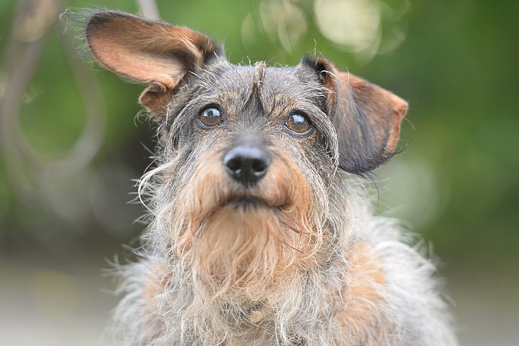 Portrait eines sehr alten Dackel-Mischlingshundes