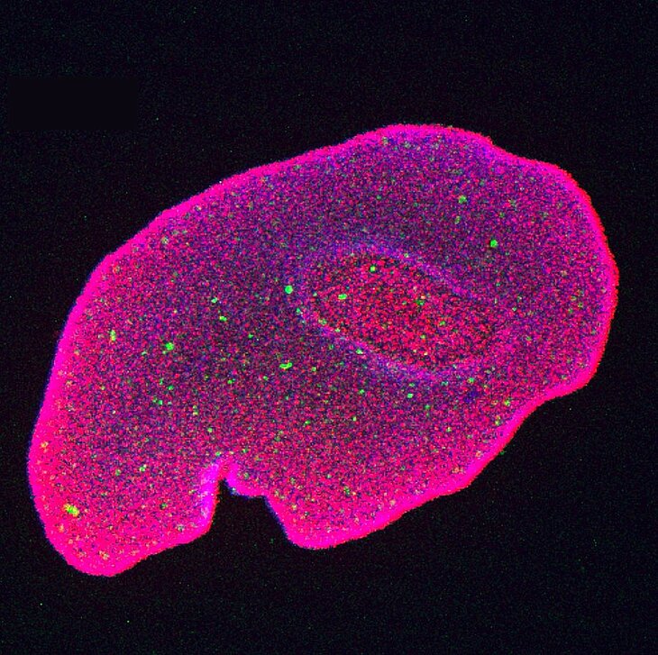 Trichoplax adhaerens besitzt die Fähigkeit zur Regeneration: Der ovale Bereich in der rechten Hälfte ist ein geschlossenes Loch.