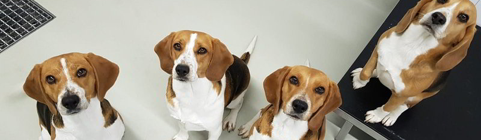 Beagle