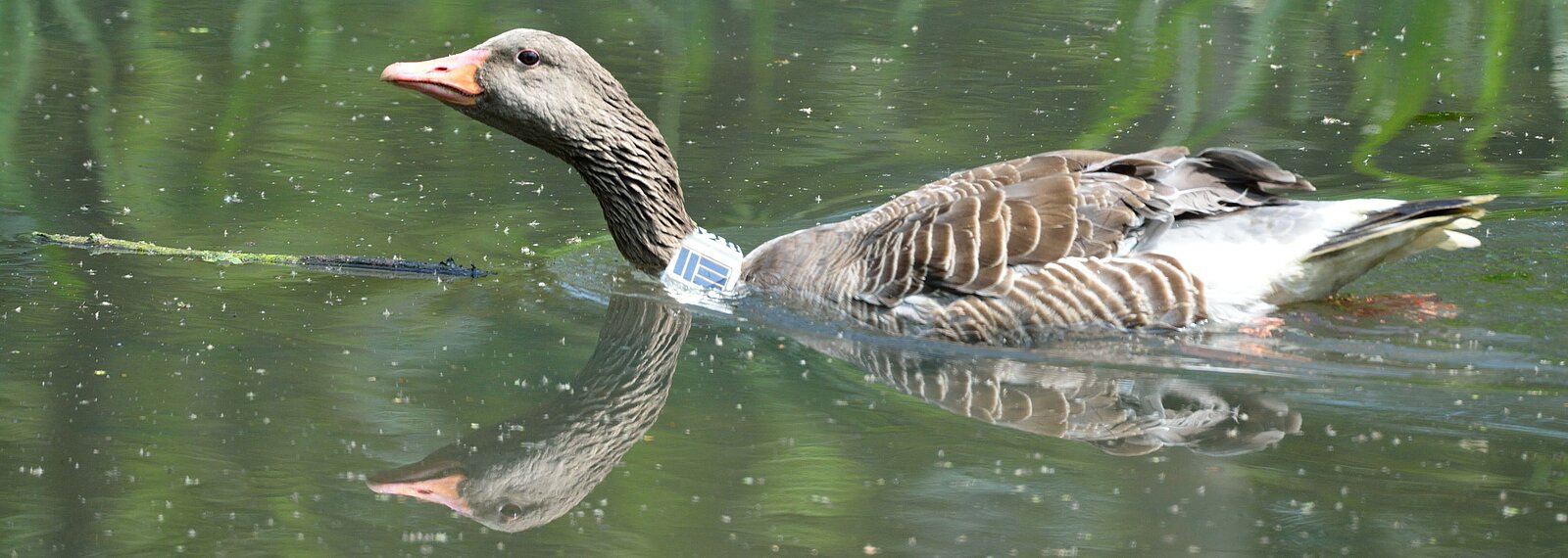Greylag goose (Anser anser) 