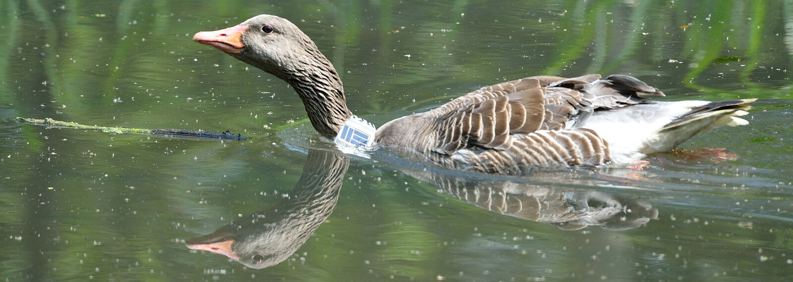 Greylag goose (Anser anser)
