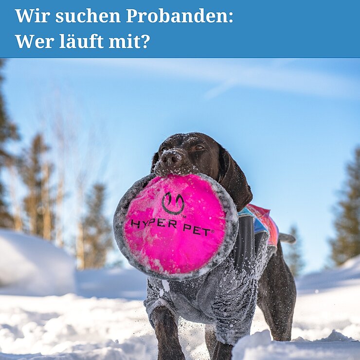 Hund Frisbee