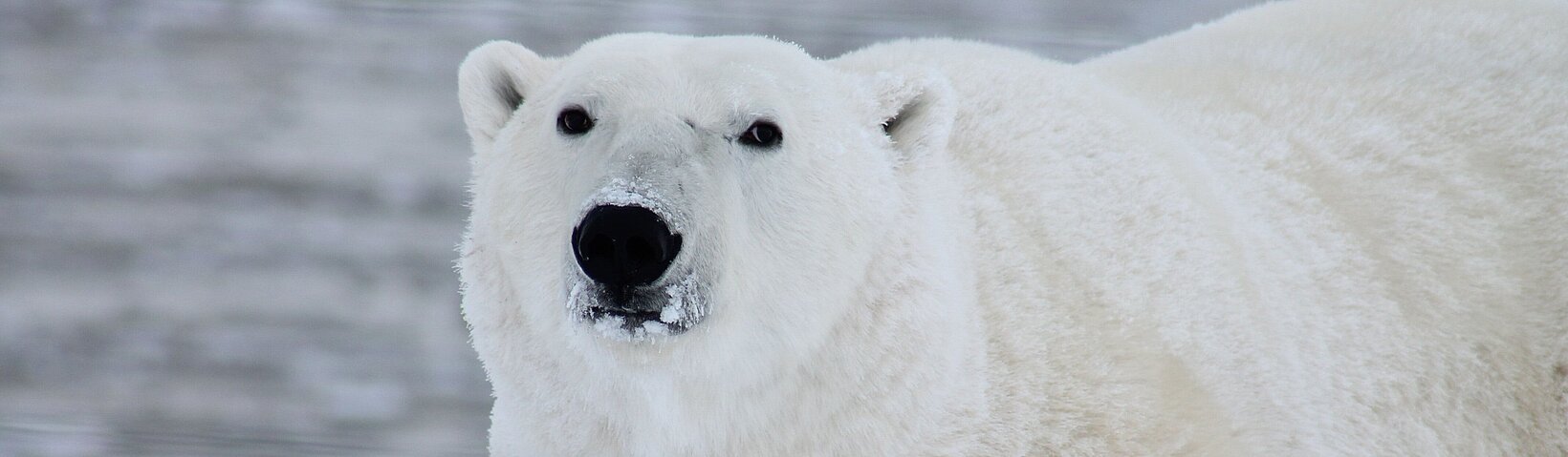 [Translate to English:] Eisbär auf Eisscholle 