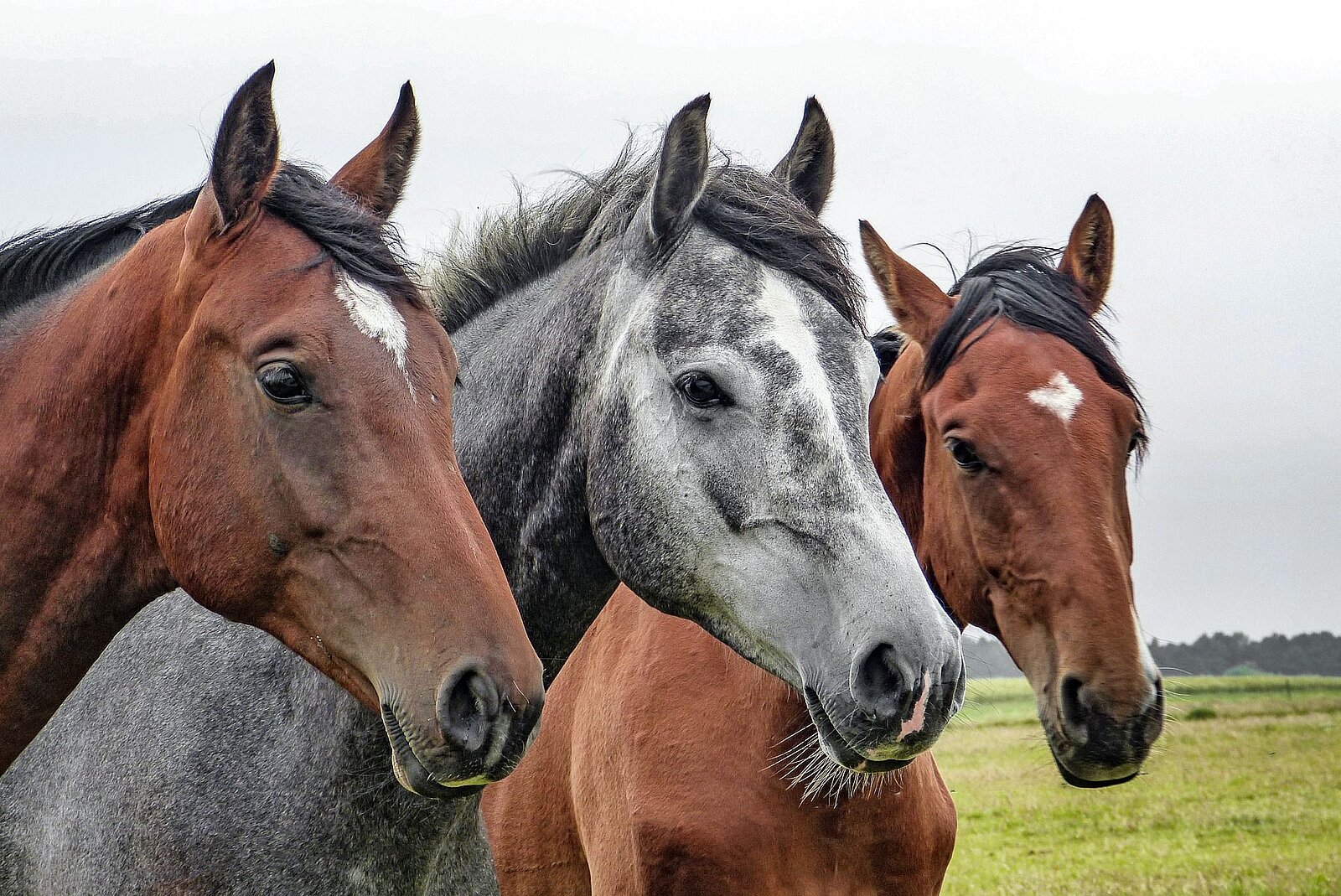 3 Pferde, zwei braune und ein Schimmel