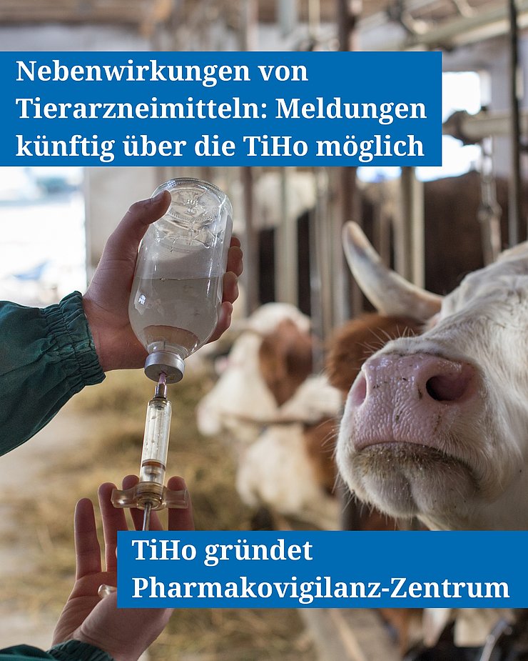 Grafik mit einer Kuh im Stall zur Gründung einer Pharmakovigilanz-Zentrums an der TiHo