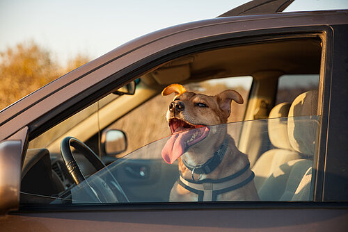 Hund bei Hitze niemals im Auto lassen