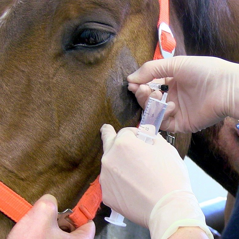 Leistungsanästhesie (lokale Betäubung) des Oberkiefernervs am stehenden, sedierten Pferd vor der Extraktion eines Oberkieferbackenzahnes