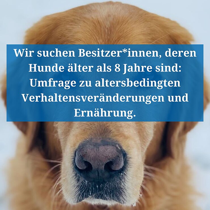 Hund mit dem Aufruf an einer Umfrage teilzunehmen.