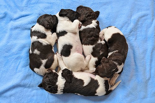 Fünf schlafende Hundewelpen liegen auf einer Decke.