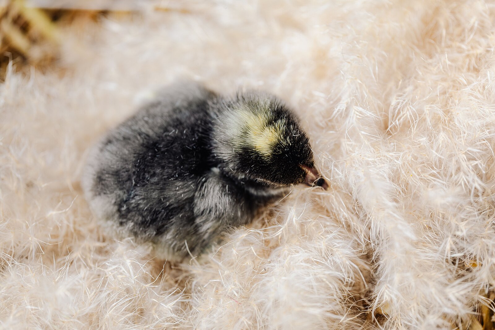 Jungvogel auf weichem Untergrund