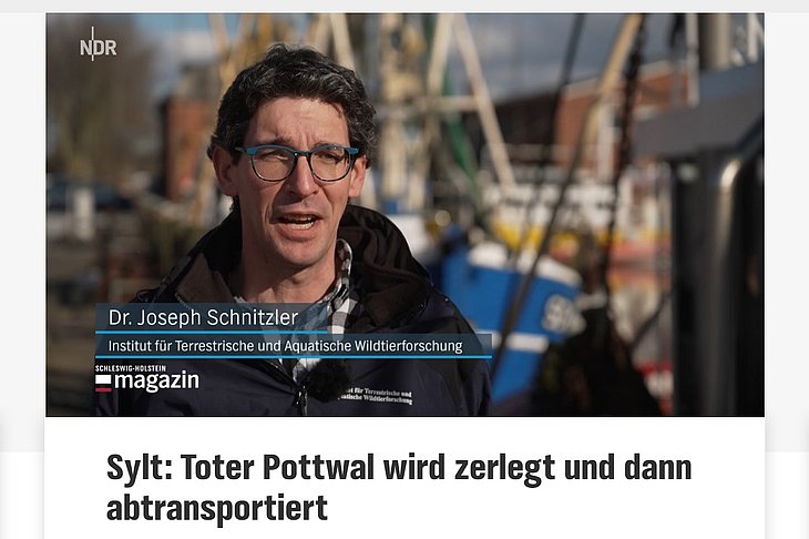 Screenshot eines NDR-Beitrages über einen auf Sylt tot angespülten Pottwal. 