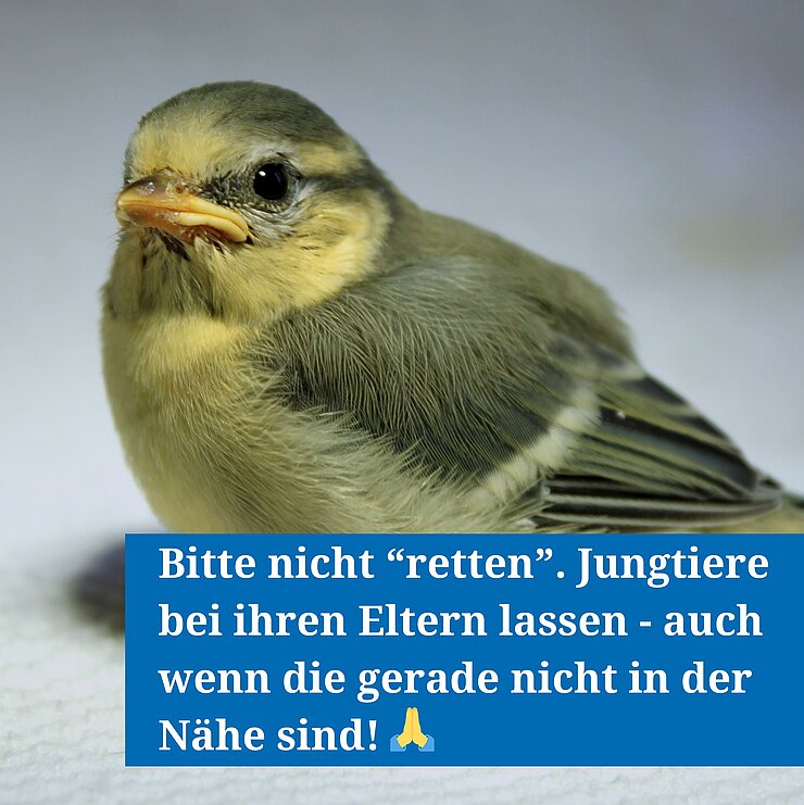 Junge Blaumeise
