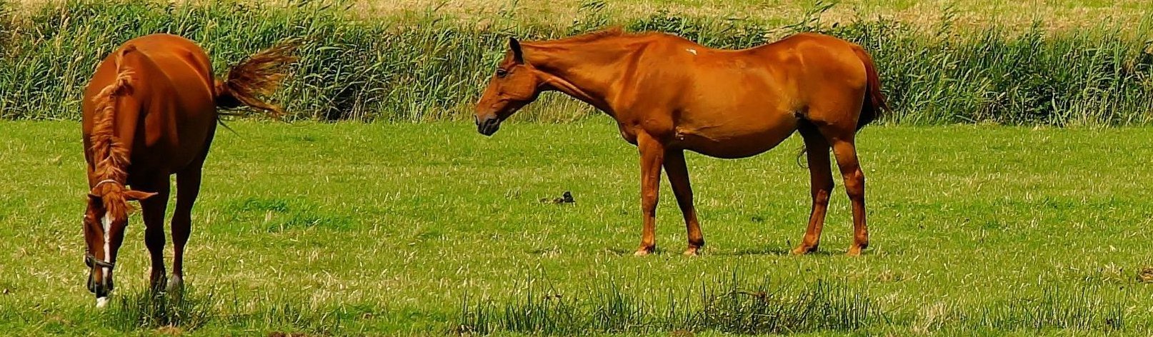 Pferde auf der Weide