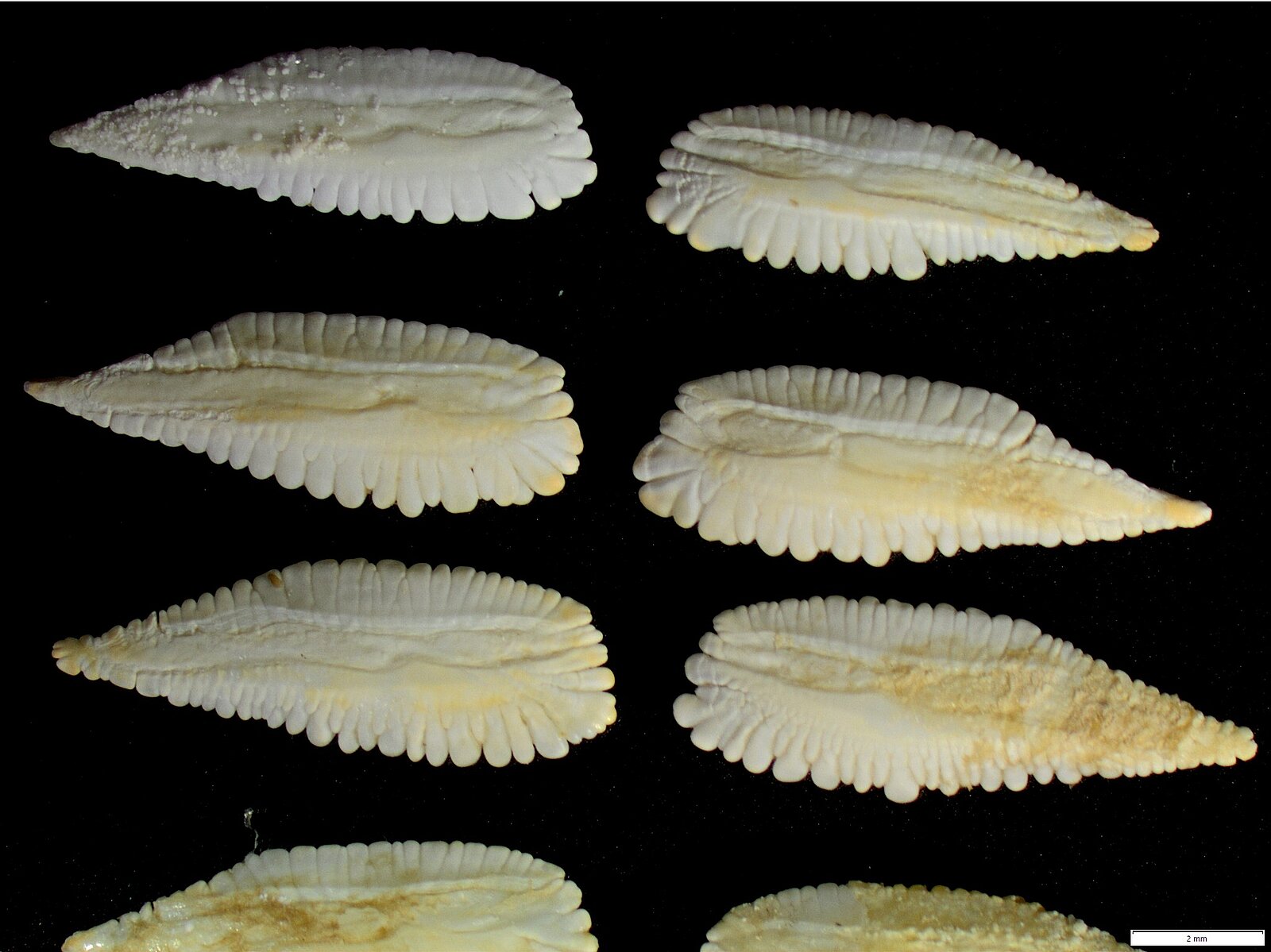 Otoliths from whiting (Merlangius merlangus)