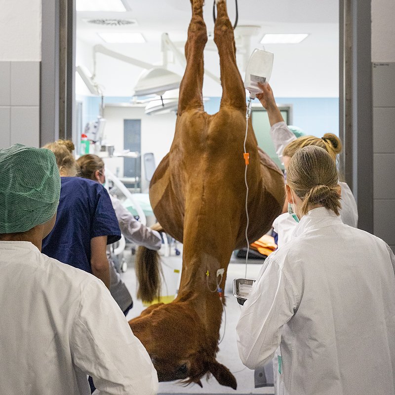 Pferdetransport in Narkose durch Schwerlastkran