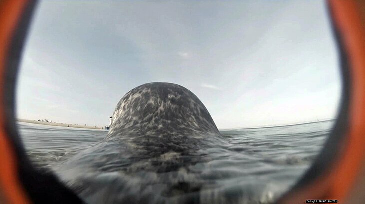 Kameraaufnahme von einem schwimmenden Seehund
