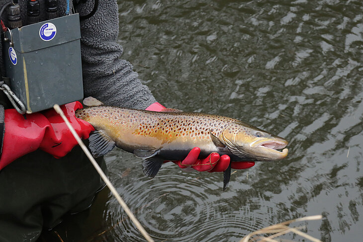 Person hält Fisch in der Hand