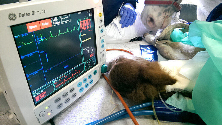 EKG eines intensivmedizinisch betreuten Fohlens